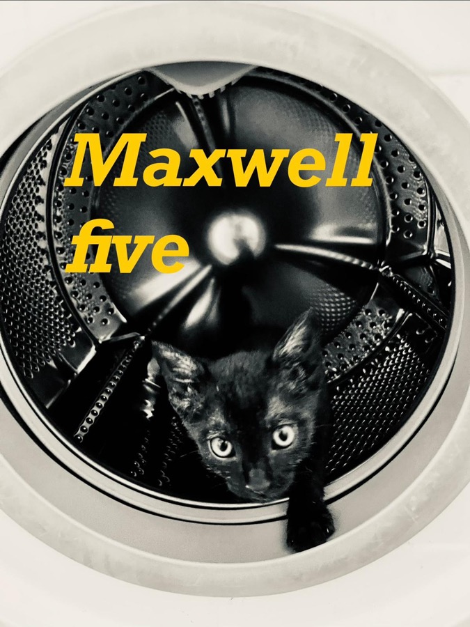 Cartel de Maxwell Five: un gatito negro asomando de una lavadora